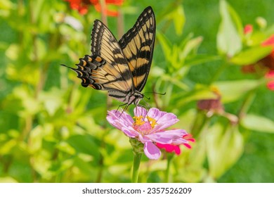 Eastern tiger swallowtail butterfly perched on pink flower in garden in summer - Powered by Shutterstock