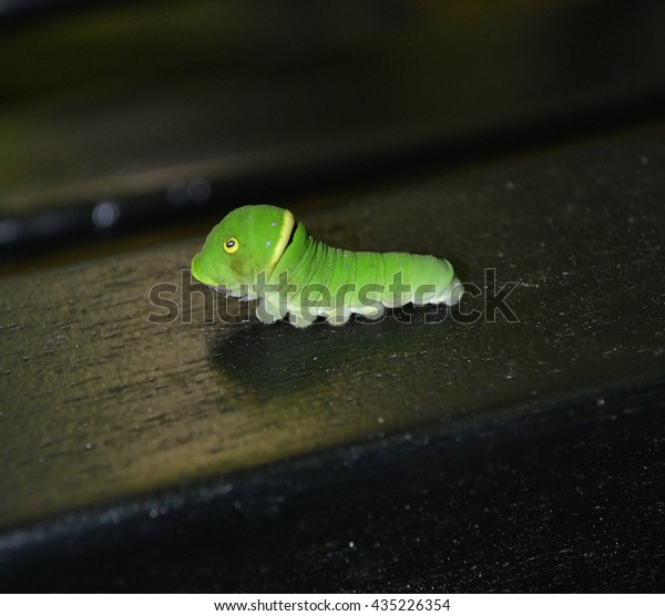Eastern Tiger Swallowtail Caterpillar \
\
A\
very strange looking caterpillar that looks to have 2 large eyes on\
his rather large head. This is an eastern tiger swallowtail\
caterpillar.