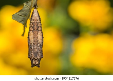 Eastern Tiger Swallowtail Chrysalis (Papilio glaucus) - Powered by Shutterstock