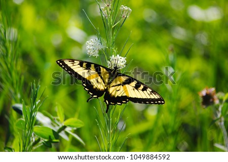 An Eastern Tiger Swallowtail feeds on the nectar from a Whorled Milkweed plant along a country road in Owen County, Indiana on a July morning.
