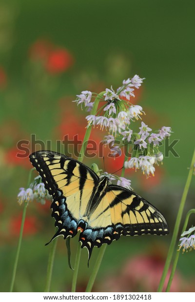 eastern tiger swallowtail\
female papilio glaucus on nodding onion Allium cernuum native\
prairie plant