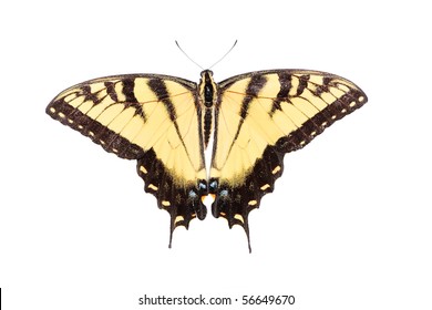 3,304 Eastern tiger swallowtail butterfly Images, Stock Photos ...