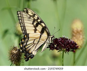 Eastern Tiger Swallowtail In Eastern Pennsylvania