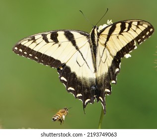 Eastern Tiger Swallowtail In Eastern Pennsylvania