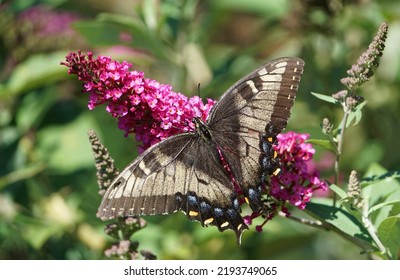 Eastern Tiger Swallowtail In Eastern Pennsylvania