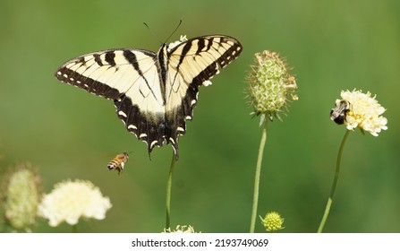 Eastern Tiger Swallowtail In Eastern Pennsylvania