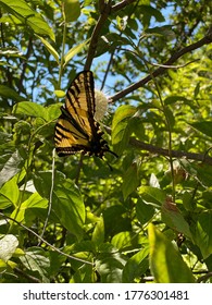 Eastern  Tiger Swallowtail, Sutter County, CA 