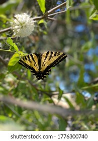 Eastern  Tiger Swallowtail, Taken In Sutter County, CA