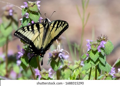 Eastern Tigerstripe Butterfly Closeup On Purple Flowers