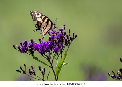 Eastern Tigerstripe Butterfly On A Purple Flower 