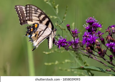 Eastern Tigerstripe Butterfly On A Purple Flower 