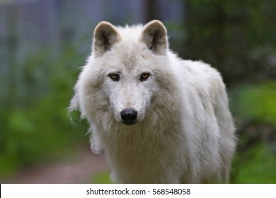 Eastern Timber Wolf