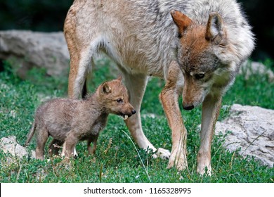 Eastern Timber Wolf (Canis Lupus Lycaon) With A Pup, Captive