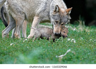 Eastern Timber Wolf (Canis Lupus Lycaon) With A Pup, Captive