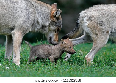 Eastern Timber Wolf (Canis Lupus Lycaon) With A Pup, Captive