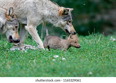 Eastern Timber Wolf (Canis Lupus Lycaon) With A Pup, Captive