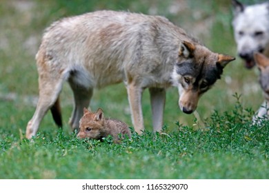 Eastern Timber Wolf (Canis Lupus Lycaon) With A Pup, Captive