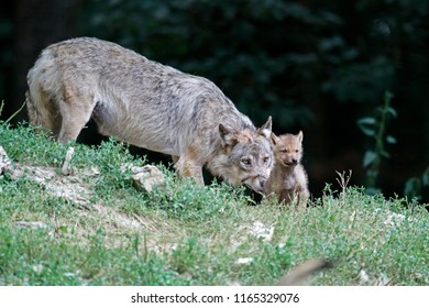 Eastern Timber Wolf (Canis Lupus Lycaon) With A Pup, Captive