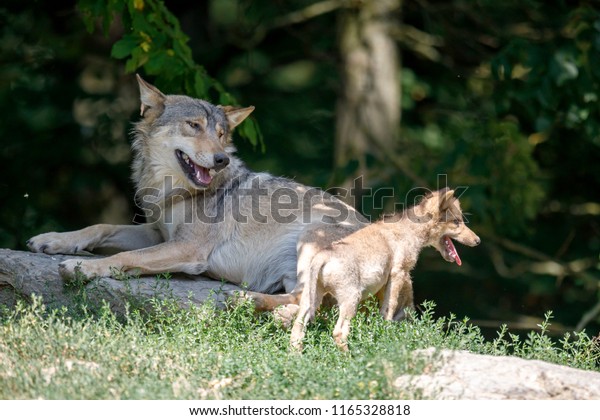 Eastern Timber Wolf Canis Lupus Lycaon Stock Photo (Edit Now) 1165328818