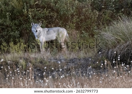 Eastern timber wolf Canis lycaon standing in a meadow in Algonquin Provincial Park Ontario Canada