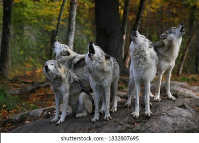 Eastern Timber Wolves Howling On A Rock In Canada.