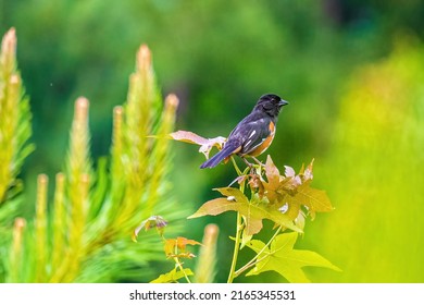 An Eastern Towhee Perched in a Meadow