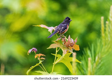 Eastern Towhee Perched on a Plant in Summer