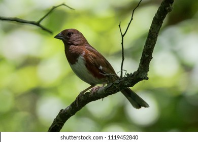 Eastern Towhee (Pipilo Erythrophthalmus) Female At Ijams Nature Center, Knox County, Tennessee, USA