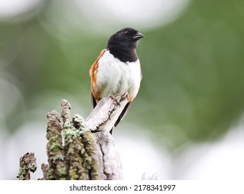 Eastern Towhee (Pipilo erythrophthalmus) perched on branch