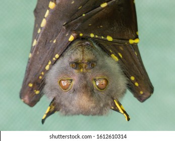 Eastern Tube Nosed Bat In Care At The Bat Hospital, Atherton, Far North Queensland.