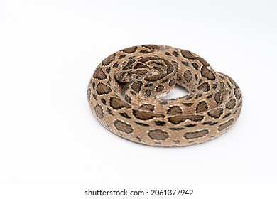 Eastern Russel’s Viper, Daboia Siamensis, Coiled In Defensive Position On A White Studio Background. Venomous And Dangerous Snake Species Found In Thailand. 