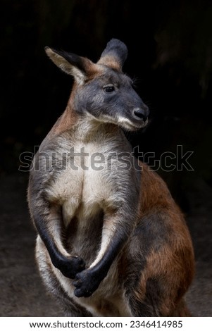 Eastern Wallaroo, Macropus robustus robustus, found in eastern Australia. Portrait Vertical photo