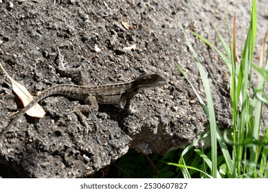 Eastern Water Dragon (Intellagama lesueurii) Basking on Stone Next to Grass at Lake Eacham, Crater Lakes National Park, Atherton Tablelands, Queensland, Australia - Powered by Shutterstock