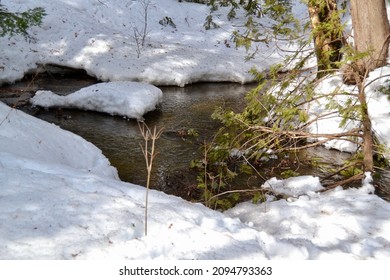 1,285 Eastern White Cedar Images, Stock Photos & Vectors | Shutterstock