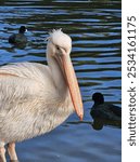 Eastern White Pelican, Pelecanus onocrotalus.
White Pelican in the lake. Nature bird. Long beak White feathers. London St James