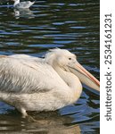 Eastern White Pelican, Pelecanus onocrotalus.
White Pelican in the lake. Nature bird. Long beak White feathers. London St James