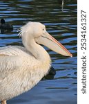 Eastern White Pelican, Pelecanus onocrotalus.
White Pelican in the lake. Nature bird. Long beak White feathers. London St James