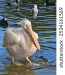 Eastern White Pelican, Pelecanus onocrotalus.
White Pelican in the lake. Nature bird. Long beak White feathers. London St James