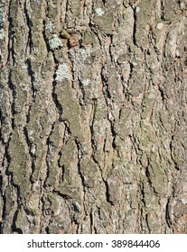 Eastern White Pine Bark Closeup
