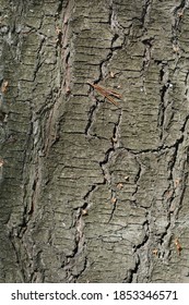 Eastern White Pine Bark - Latin Name - Pinus Strobus