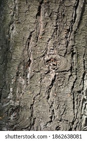 Eastern White Pine Bark - Latin Name - Pinus Strobus