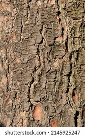 Eastern White Pine Bark - Latin Name - Pinus Strobus