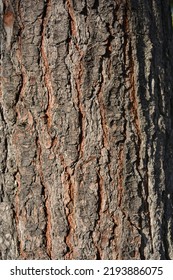 Eastern White Pine Bark - Latin Name - Pinus Strobus