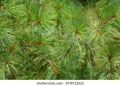 Eastern White Pine Close-up View F It