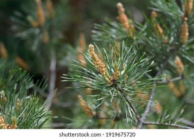 5,574 Eastern White Pine Images, Stock Photos & Vectors 