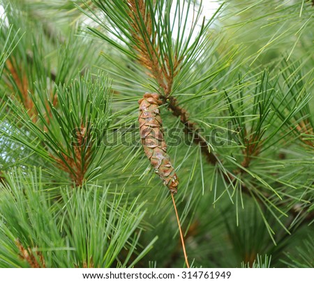 Eastern White Pine (Pinus strobes 'Krugers Lilliput') in the Grounds at Rosemoor, Devon, England, UK