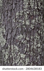 Eastern White Pine (Pinus strobus) Bark Texture with Lichen, Hokkaido, Japan
