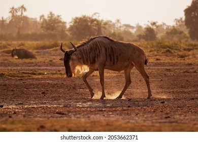 Eastern White-bearded Wildebeest - Connochaetes taurinus albojubatus also brindled gnu, antelope in Eastern and Southern Africa, belongs to Bovidae with antelopes, cattle, goats, sheep, ungulates. 