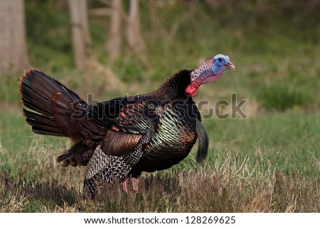 Eastern Wild Turkey gobbling in field, midwest turkey hunting in Ohio