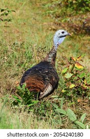 Eastern Wild  Turkey Hen  In The Brush In Fall Near Red Cliff In Northern Wisconsin